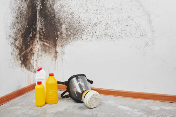 Best Black Mold Remediation in Oakley, KS