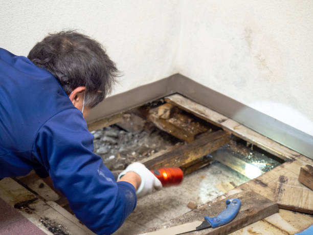 Best Residential Mold Remediation in Oakley, KS