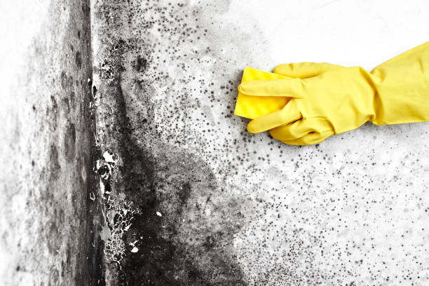 Best Crawl Space Mold Remediation in Oakley, KS