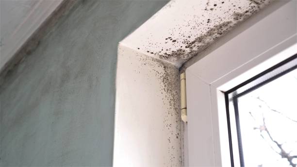 Best Residential Mold Remediation in Oakley, KS