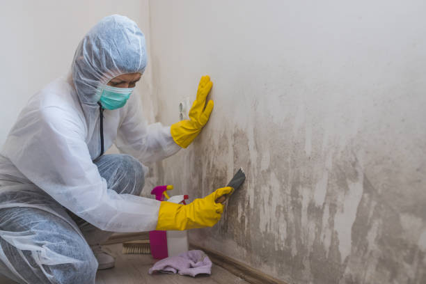 Best Residential Mold Remediation in Oakley, KS
