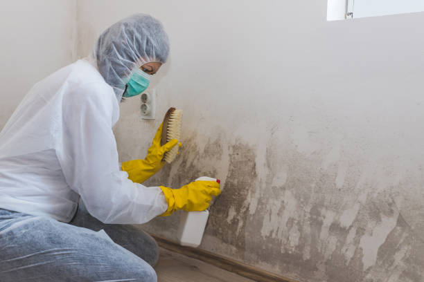 Best Commercial Mold Remediation in Oakley, KS
