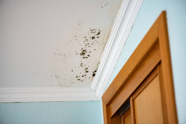 Best HVAC Mold Remediation in Oakley, KS