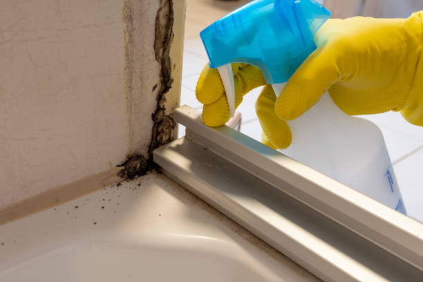 Best Localized Mold Remediation (e.g., coastal areas, humid climates) in Oakley, KS