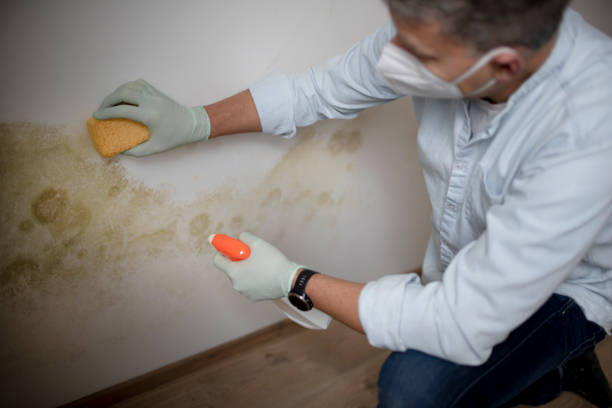 Best Black Mold Remediation in Oakley, KS