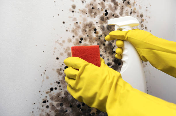 Best Mold Remediation for Specific Building Types in Oakley, KS