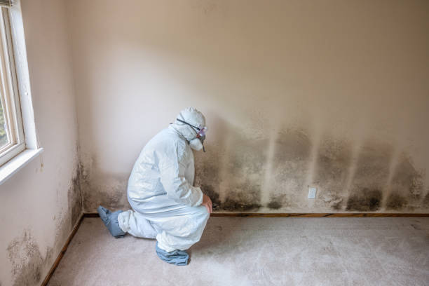 Best Attic Mold Remediation in Oakley, KS