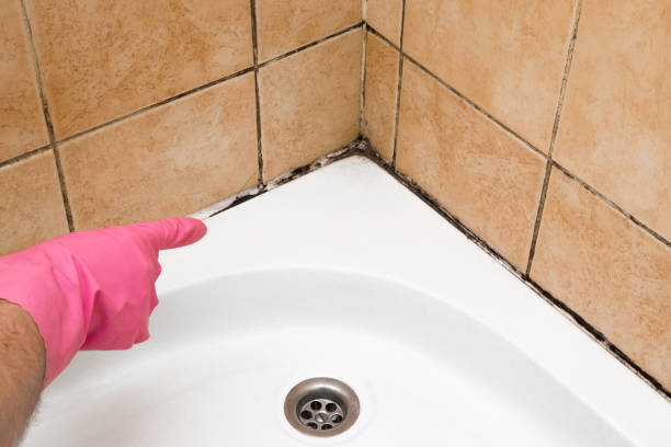 Best Bathroom Mold Remediation in Oakley, KS